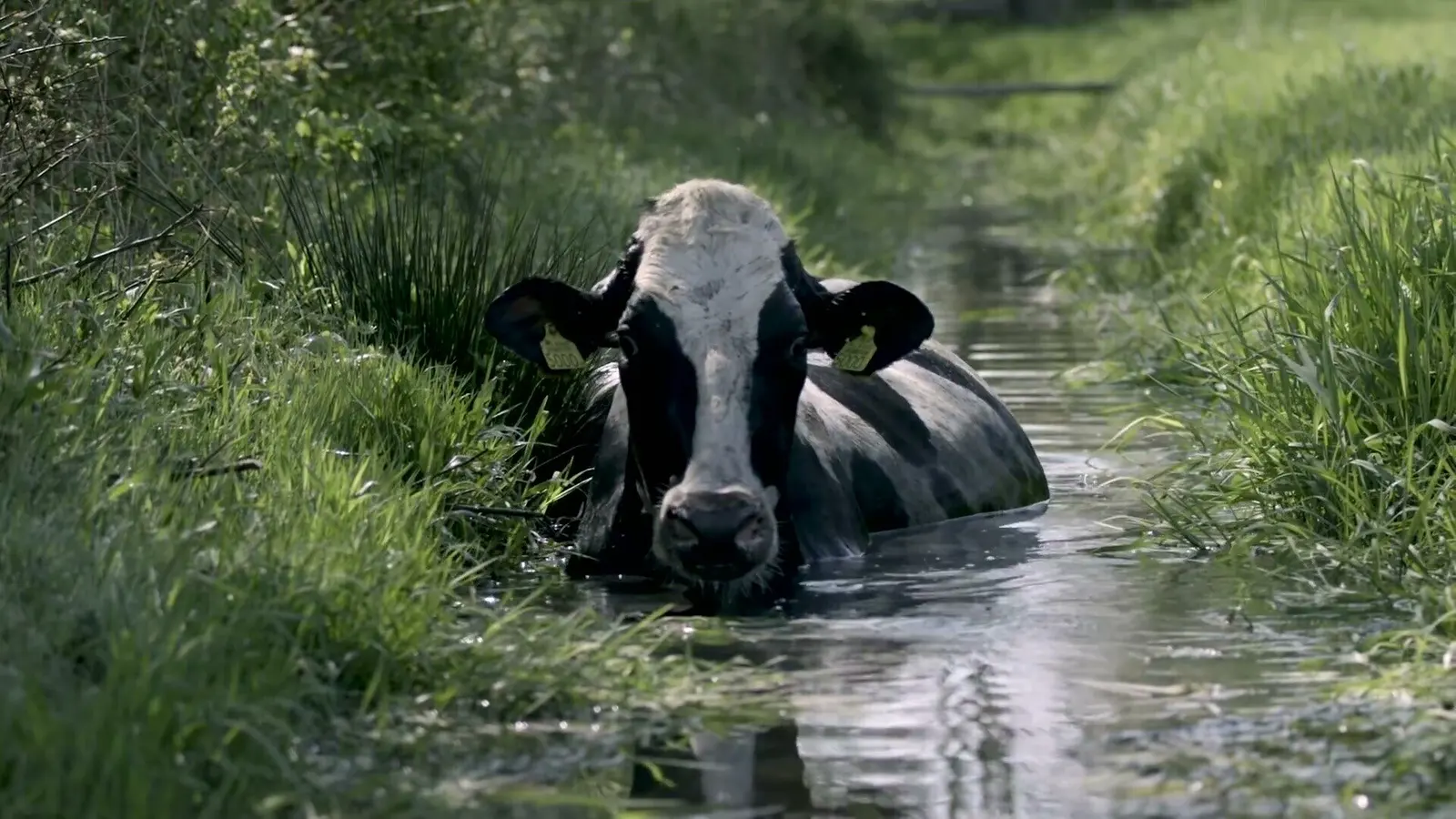Koe in de sloot, uit De laatste keer naar buiten